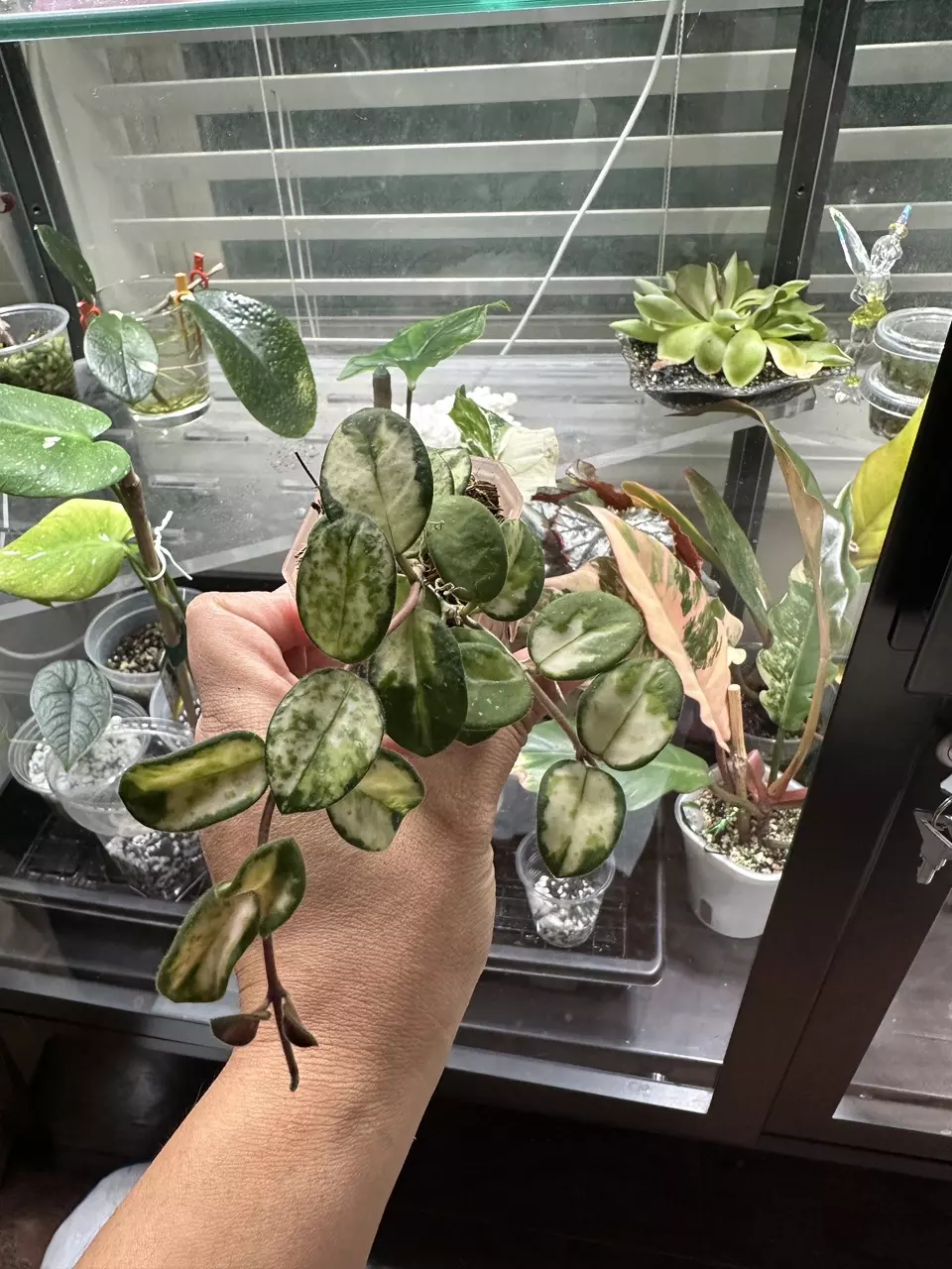 plant/Hoya Mathilde Variegated-0