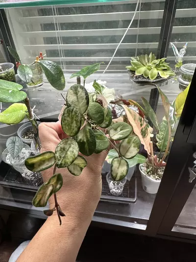 plant/Hoya Mathilde Variegated-0-thumbnail