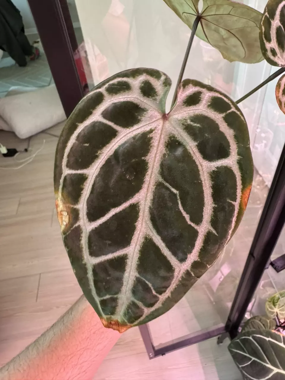 plant/Michelle x Purple Yurple-1