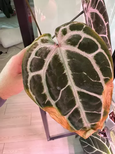 plant/Michelle x Purple Yurple-2-thumbnail