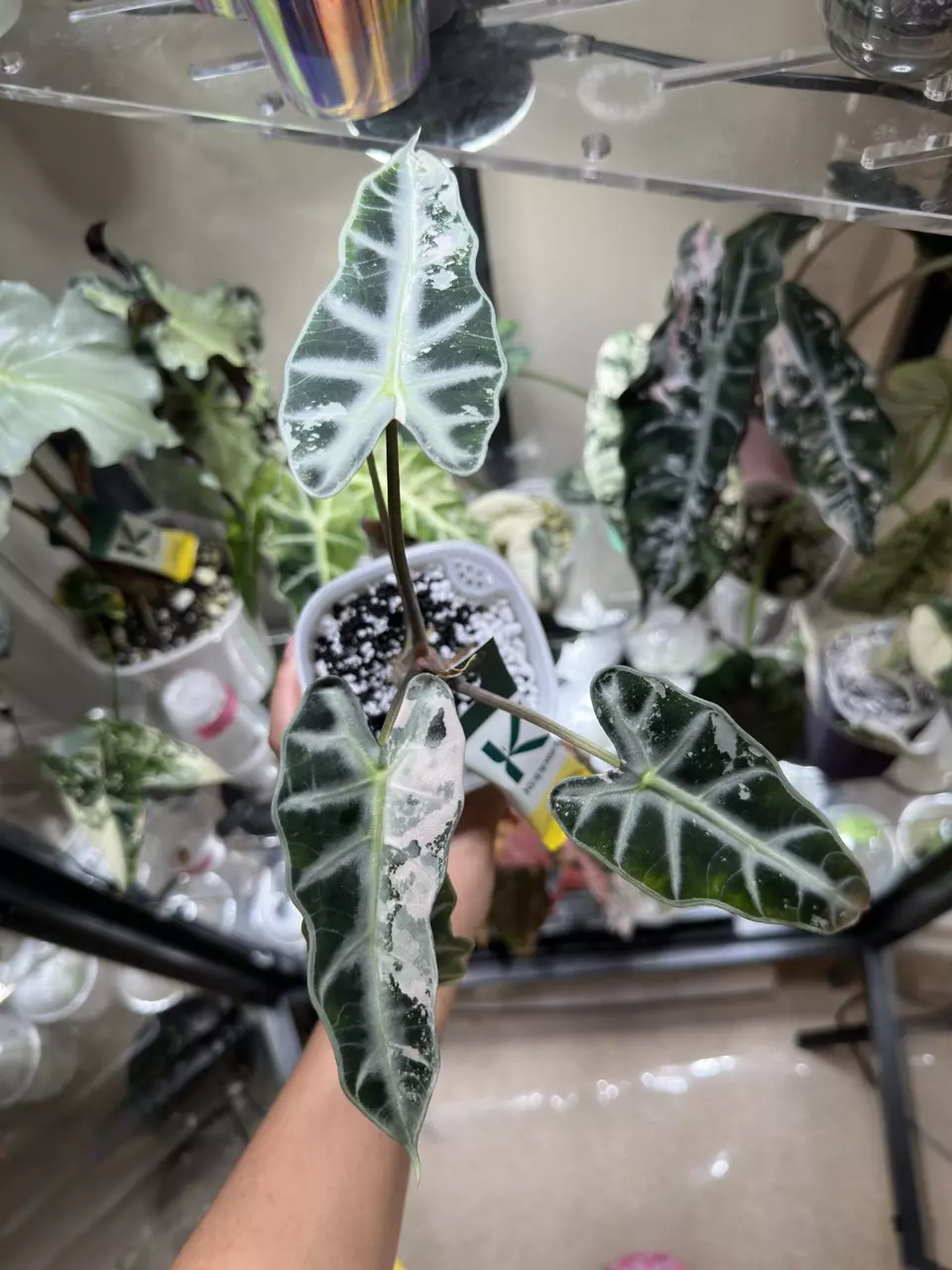 plant/Alocasia Pink Bambino CORM-0