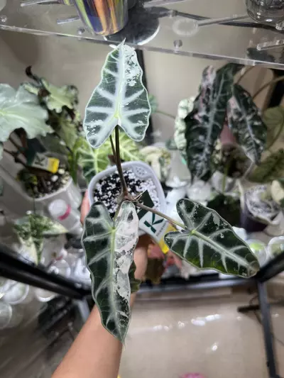 plant/Alocasia Pink Bambino CORM-0-thumbnail