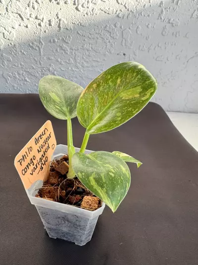 plant/Philo green Congo nuclear Varigated-0-thumbnail