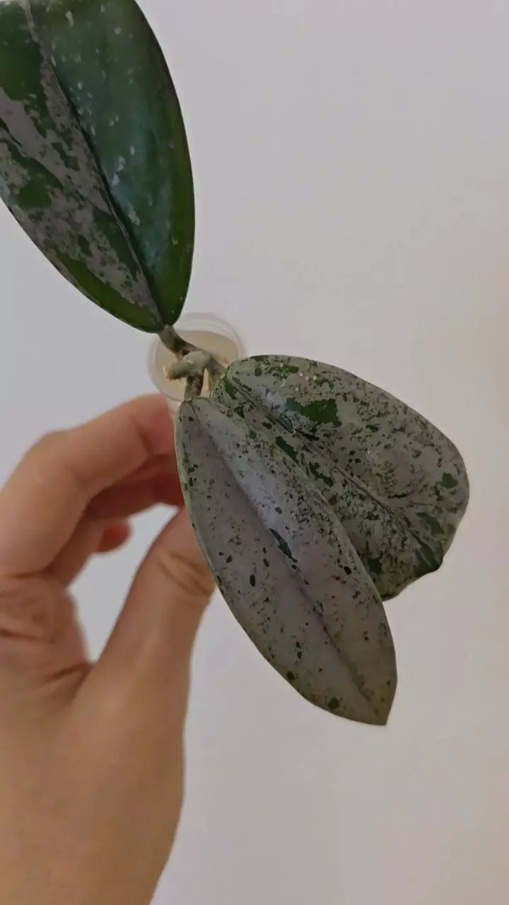 plant/Hoya ‘Wilbur Graves’ China-1