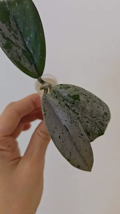 plant/Hoya ‘Wilbur Graves’ China-1-thumbnail