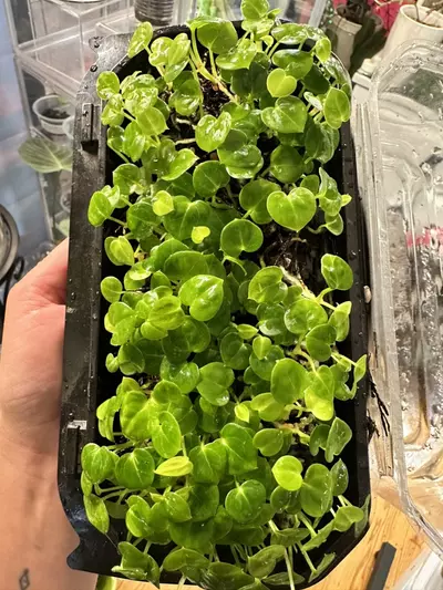 plant/Anthurium Seedling - Forgetii x ( Silver Blush x Red Crystallinum - NSE )-4-thumbnail