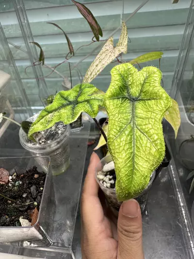 plant/Alocasia Jaclyn Aurea-2-thumbnail