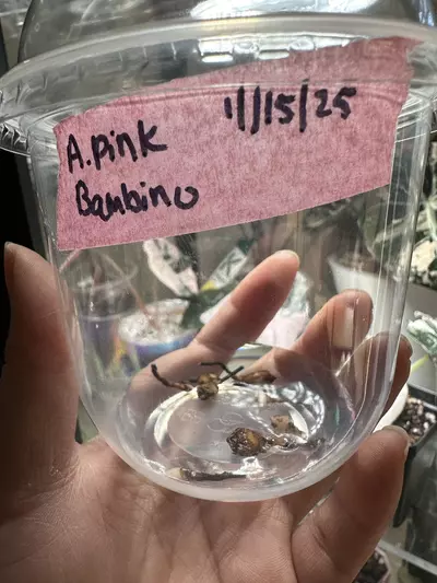 plant/Alocasia Pink Bambino CORM-2-thumbnail