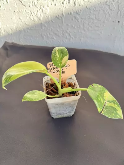 plant/Philo green Congo nuclear Varigated-0-thumbnail