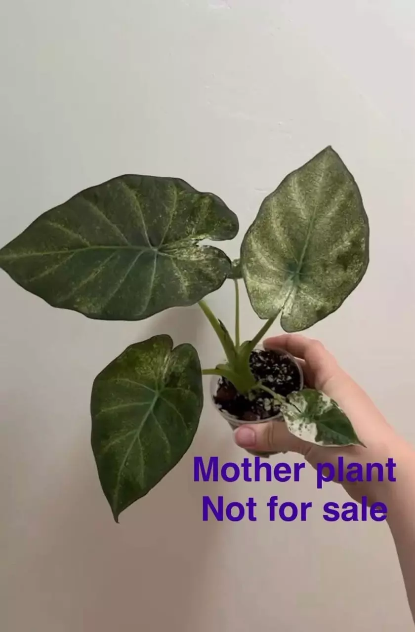 plant/Variegated Albo Regal Shield pup-1