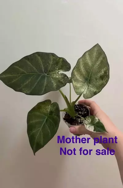 plant/Variegated Albo Regal Shield pup-1-thumbnail