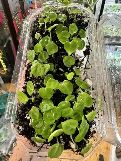 plant/Anthurium (Crystallinum 'Dark' x Forgetii Silver) x (Silver Blush x Red Crystal)-3-thumbnail