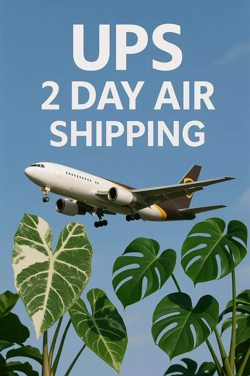 shipping_upgrade/UPS 2 Day AIR Shipping UPGRADE!  ✈️-0