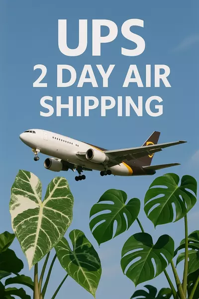 shipping_upgrade/UPS 2 Day AIR Shipping UPGRADE!  ✈️-0-thumbnail