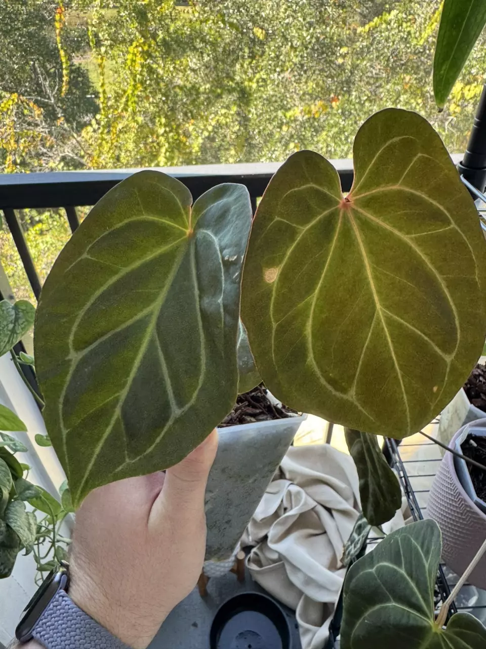 plant/KOS x Purple Yurple-3