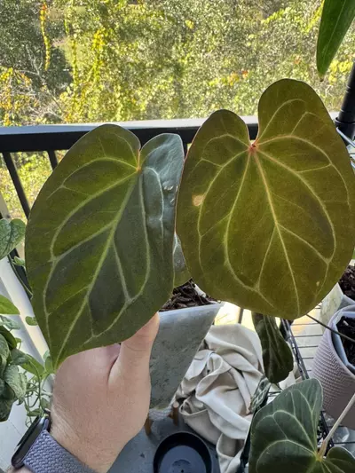 plant/KOS x Purple Yurple-3-thumbnail