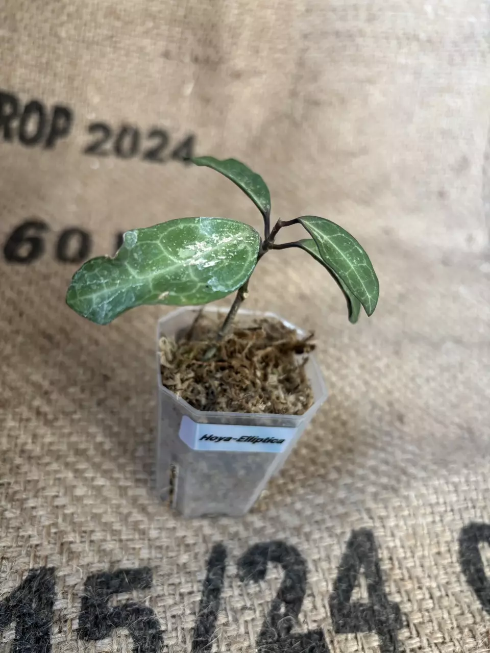 plant/Hoya Elliptica Cutting-0