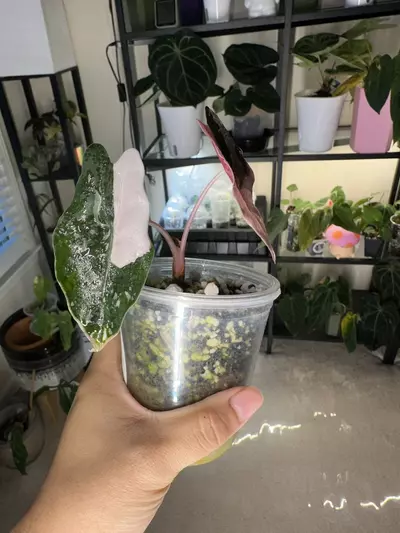 plant/Alocasia Pink Chantrieri corming!!!-1-thumbnail