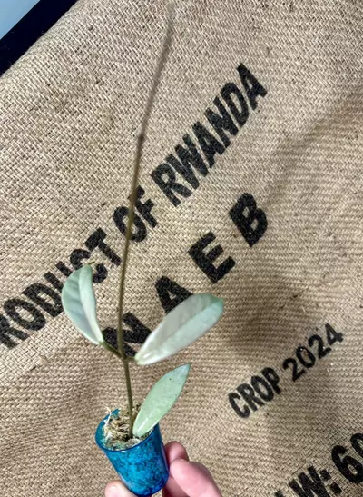 plant/Hoya Wilbur Graves Silver Cutting-2-thumbnail