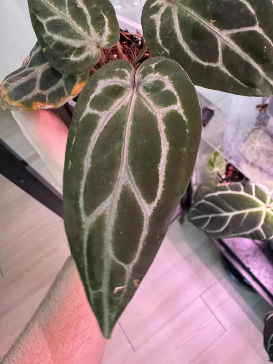 plant/Mutant Red Crystal (Wuhoo)-1