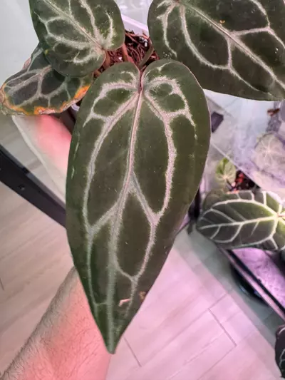 plant/Mutant Red Crystal (Wuhoo)-1-thumbnail