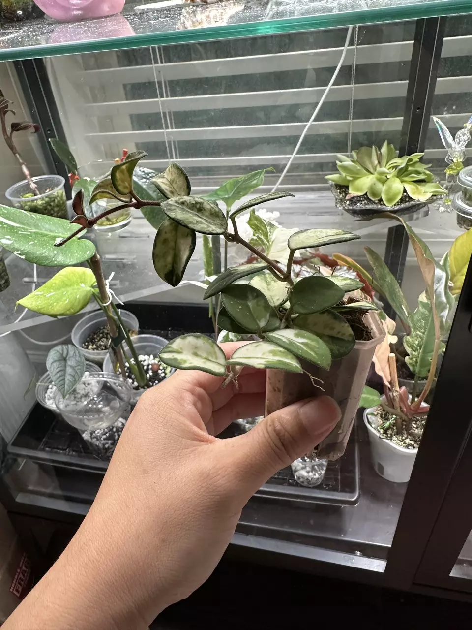 plant/Hoya Mathilde Variegated-1