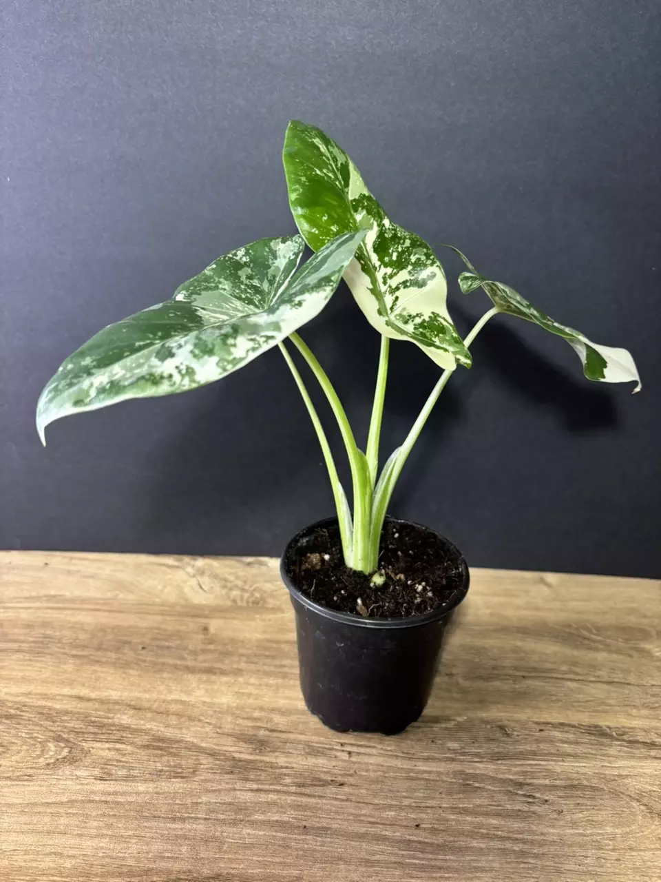 plant/Alocasia Macrorrhiza Appaloosa Gold 4” 2001-1