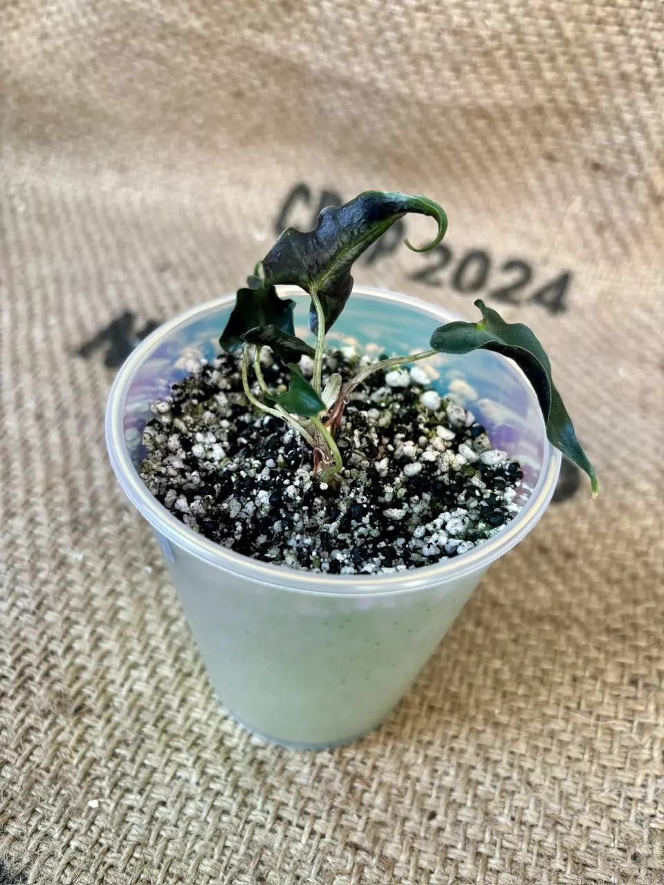 plant/Alocasia Loco (2 plants in pot)-1