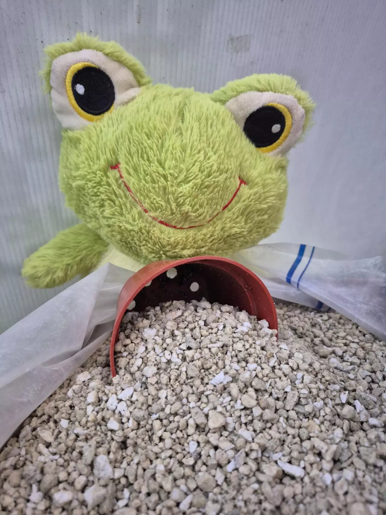 plant/Pumice--medium flat rate box--🐸💚-0