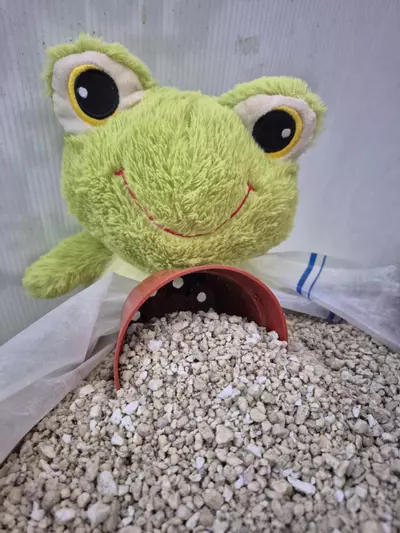 plant/Pumice--medium flat rate box--🐸💚-0-thumbnail