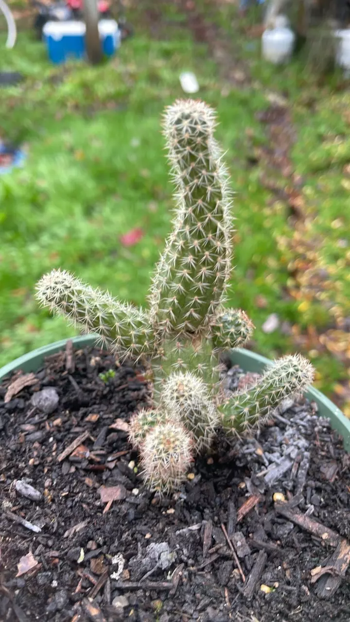 plant/Golden Torch Wonky 5”-1