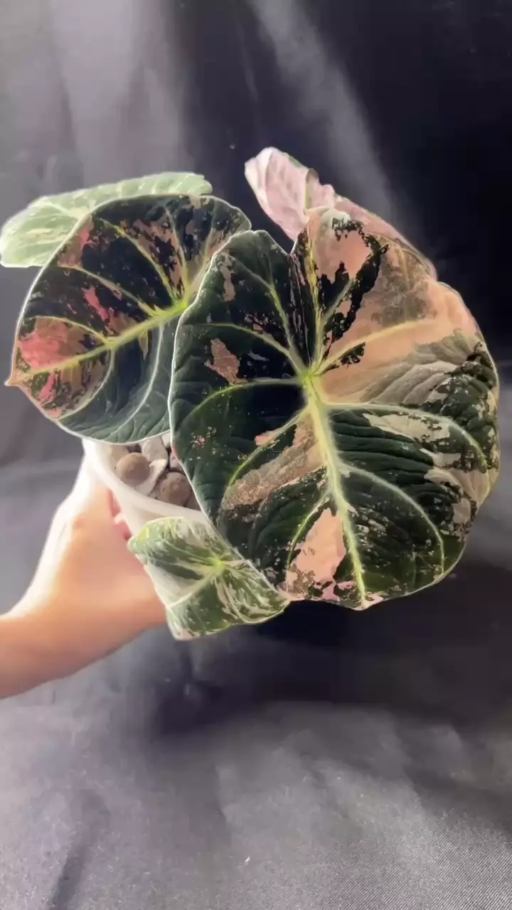 plant/Pink black velvet CORM-1