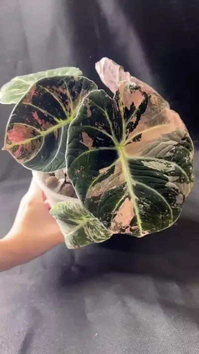 plant/Pink black velvet CORM-1-thumbnail