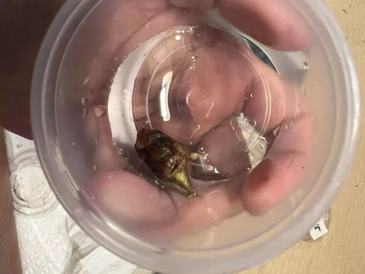 plant/Full Mint Variegated Alocasia Longiloba Corms-6