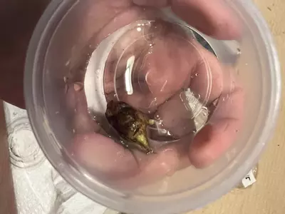 plant/Full Mint Variegated Alocasia Longiloba Corms-6-thumbnail