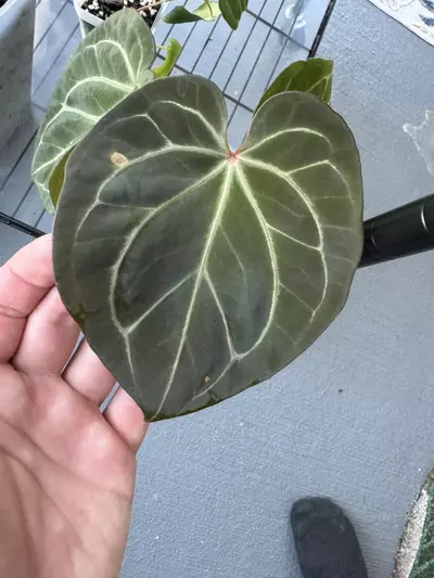 plant/KOS x Purple Yurple-0-thumbnail