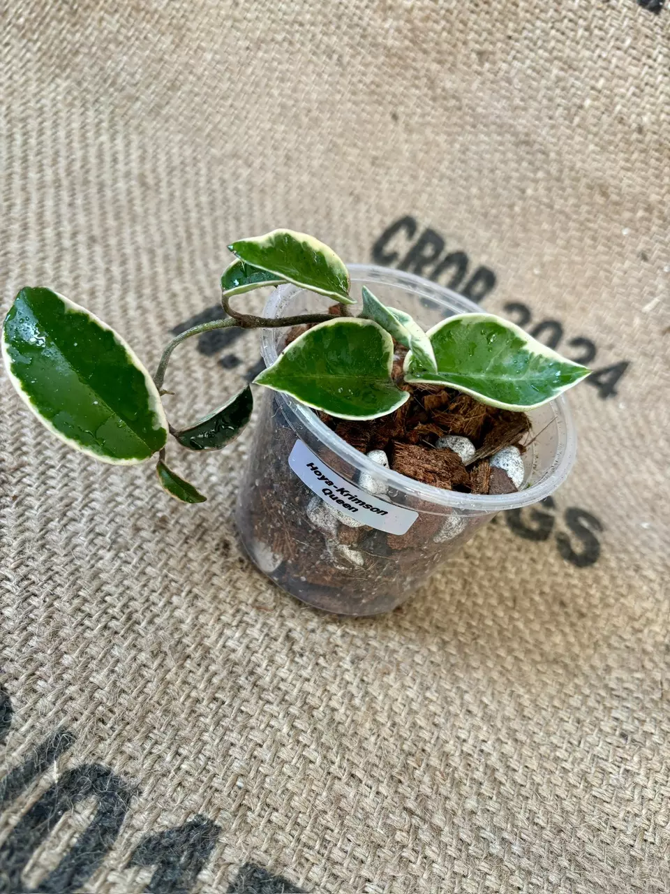 plant/Hoya Krimson Queen-1