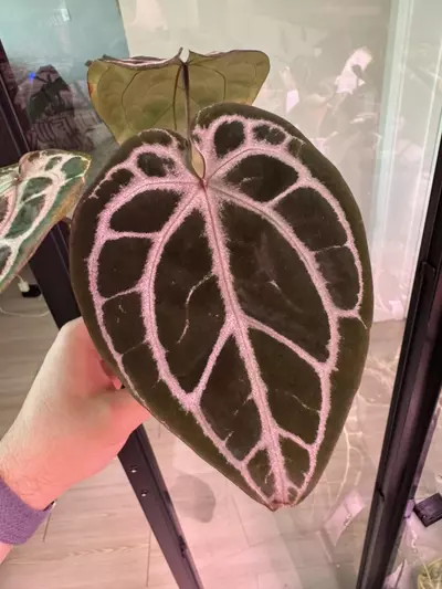 plant/Michelle x Purple Yurple-0-thumbnail