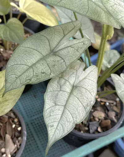 plant/Full Mint Variegated Alocasia Longiloba Corms-1-thumbnail