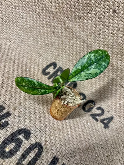 plant/Hoya Crassipetiolata Super Splash Cutting-0-thumbnail