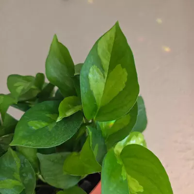 plant/6" global green pothos-2-thumbnail
