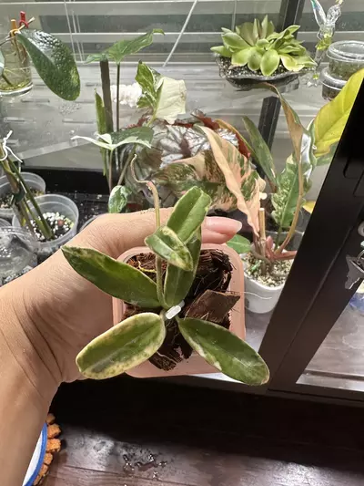 plant/Hoya Lyi Prism-1-thumbnail