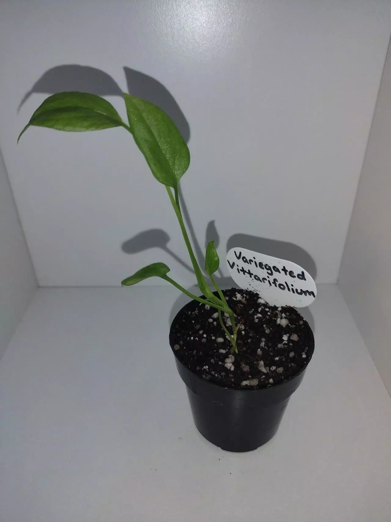 plant/Variegated Vittariifolium-1