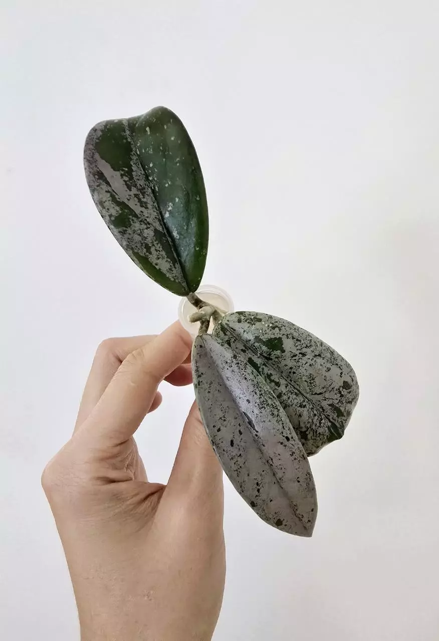 plant/Hoya ‘Wilbur Graves’ China-2