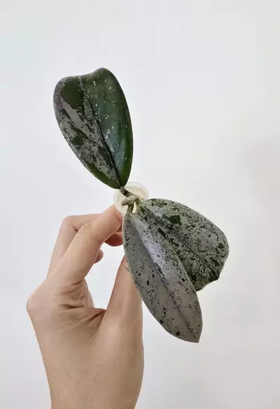 plant/Hoya ‘Wilbur Graves’ China-2-thumbnail
