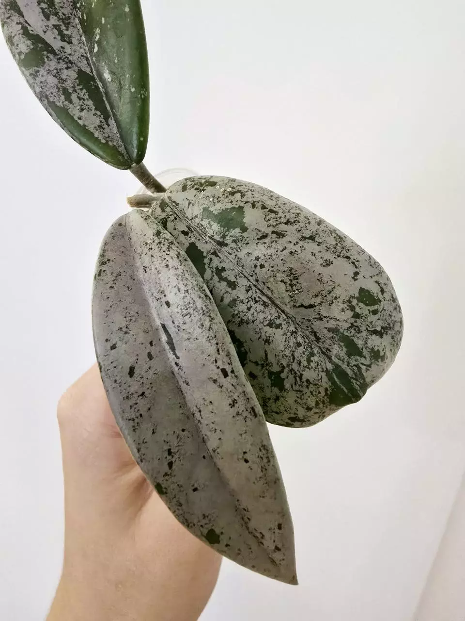 plant/Hoya ‘Wilbur Graves’ China-0