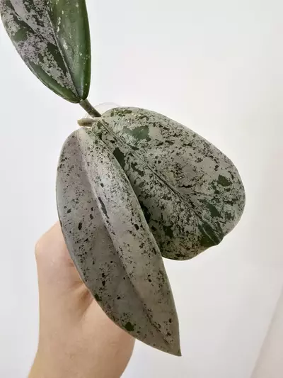 plant/Hoya ‘Wilbur Graves’ China-0-thumbnail