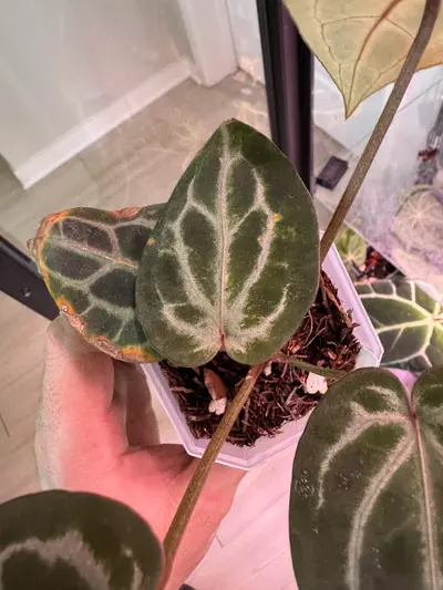 plant/Mutant Red Crystal (Wuhoo)-2-thumbnail