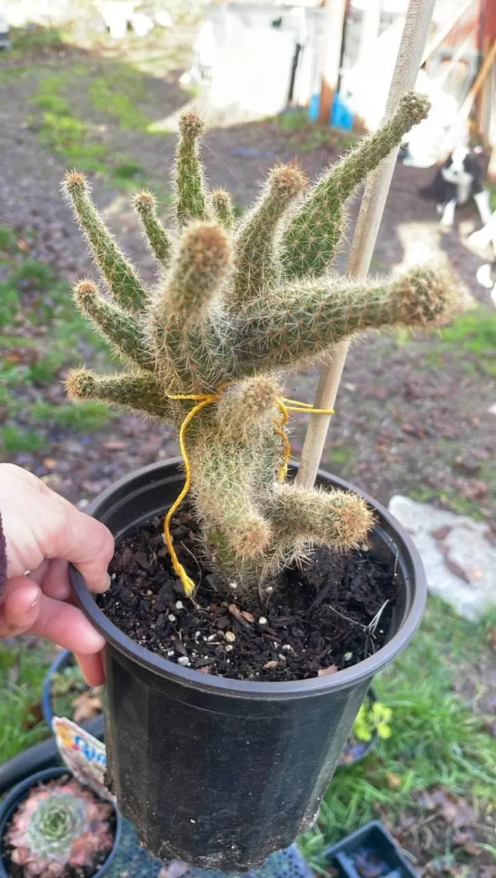 plant/Golden Torch Wonky gallon-0