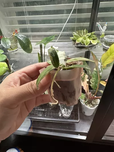 plant/Hoya Lyi Prism-2-thumbnail